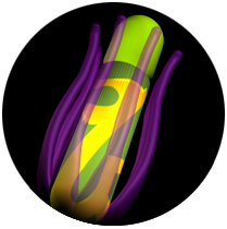 Sicko's Phallus Charm
